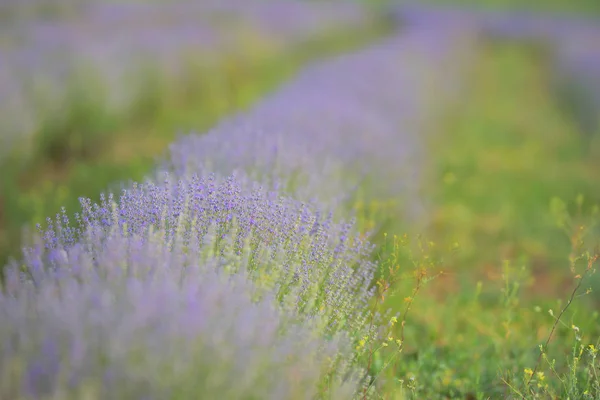 Blossoming Of Lavander Flowers — Stock Photo, Image