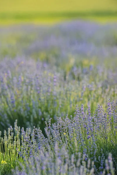 Lavander Flowers On The Field — Stock Photo, Image