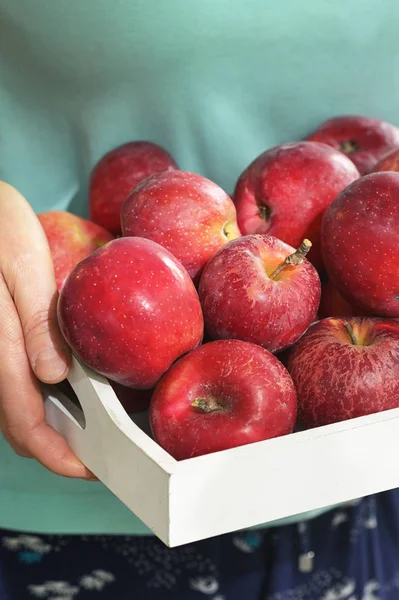 Mujer sosteniendo un tazón de madera de manzanas rojas — Foto de Stock