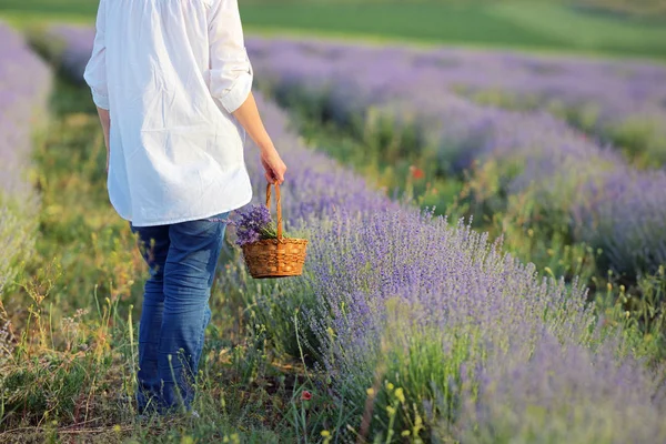 Mulher caminha através do campo de lavanda florescente — Fotografia de Stock