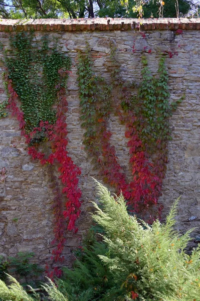 Осенние красные и жёлтые листья у стены — стоковое фото