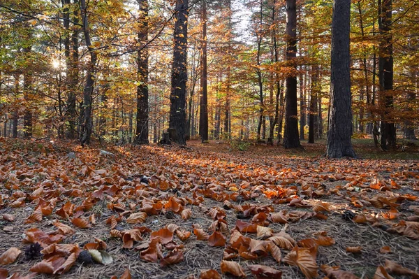 Листя в осінньому лісі — стокове фото