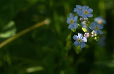Yakın plan Mavi Unutun Beni Çiçekler Bahçede