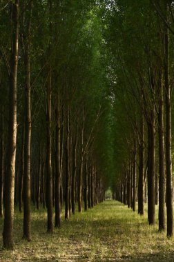 Galati Romanya 'da Yaz Ormanında Güneş Işığı