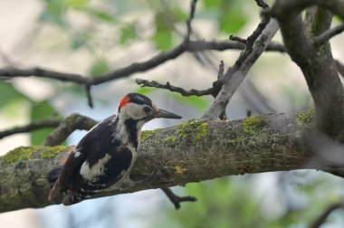 Büyük Benekli Ağaçkakan, Ağaç Kahvaltısında Dendrocopos Major