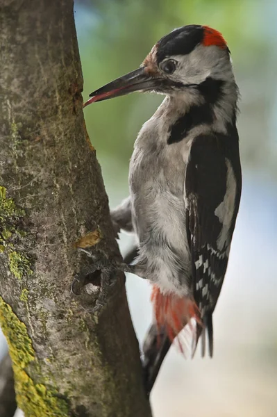 Great Spotted Woodpecker Dendrocopos Major Tree Brunch — Stock Photo, Image