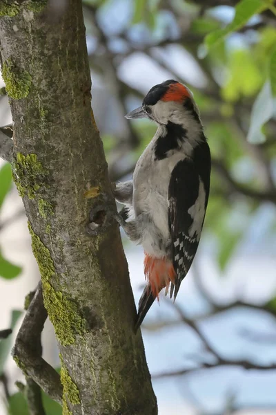 Great Spotted Woodpecker Dendrocopos Major Tree Brunch — Stock Photo, Image