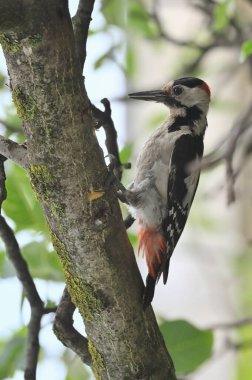 Büyük Benekli Ağaçkakan, Ağaç Kahvaltısında Dendrocopos Major