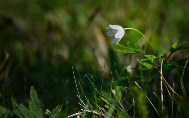 Beyaz Anemone Rüzgâr Çiçeği, Anemone Canadensis Ormanda