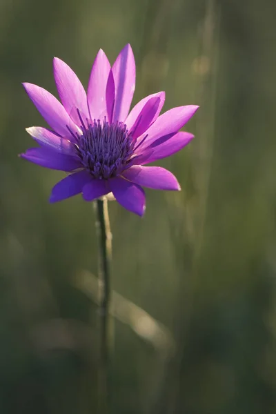 Catananche Caerulea Bupleurum Longifolium — стоковое фото