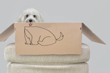 Malta Köpeği Oturma ve Çizim Vücutlu Kavramsal Açık Kutu