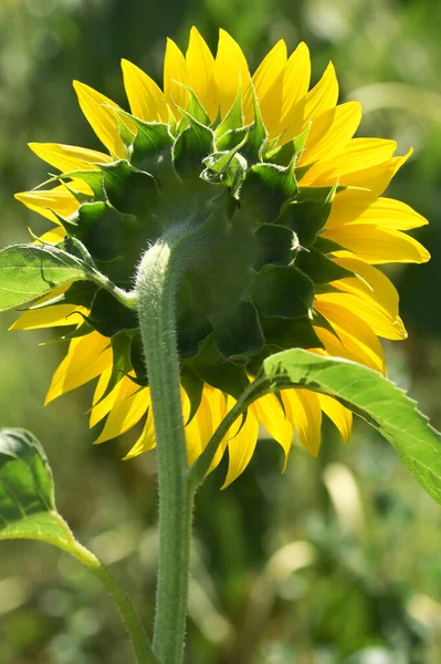 Närbild Solros Sommarfältet — Stockfoto