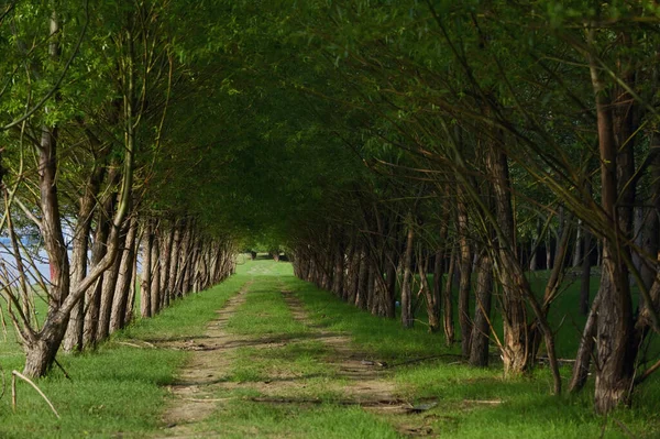 Pad Bos Bomen Zomer — Stockfoto