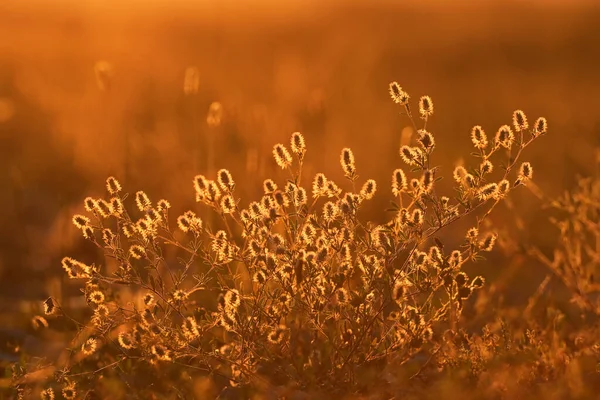 Trifolium Arvense夏のシルエットと日没の光 — ストック写真