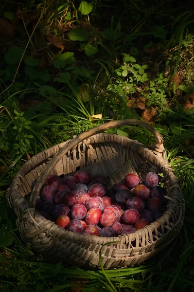 Cesta Velha Com Ameixas Maduras — Fotografia de Stock