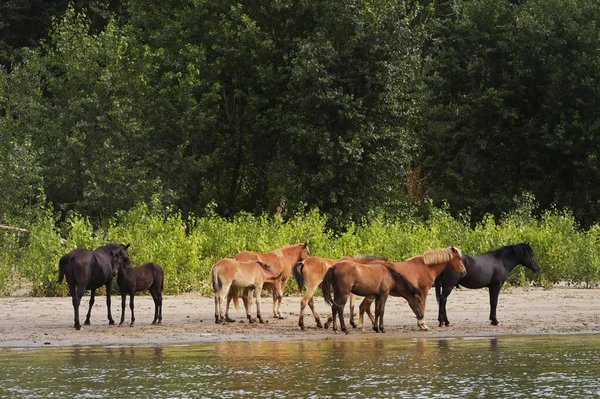 罗马尼亚多瑙河附近森林中的一群野马 — 图库照片