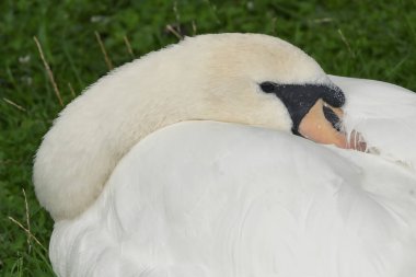 Yazın tarlada dinlenen beyaz kuğu