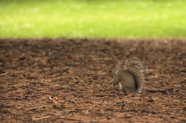 Kleine Eekhoorn Met Een Walnoot Het Midden Van Het Bos — Stockfoto