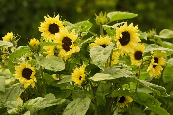 Dettagli Girasole Sul Campo Estivo — Foto Stock