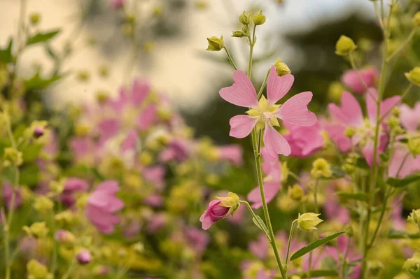 Closeup Pink Mallow Flowers Summer Garden — Stock Photo, Image