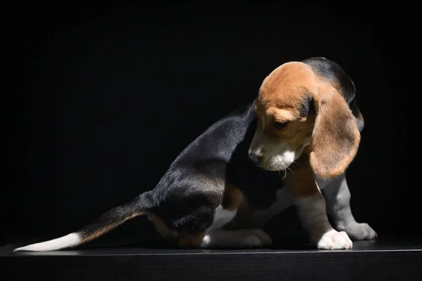 Beagle Štěně Pes Izolovaný Černém Pozadí Studiu — Stock fotografie