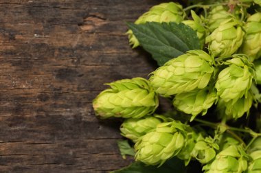 Yakın çekim Taze Yeşil Hops Yığını