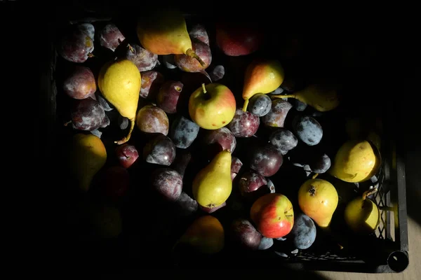 Podzimní Sklizeň Ovoce Slunečních Paprsků — Stock fotografie