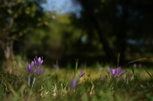 Dziki Krokus Crocus Tommasinianus Kwitnący Ogrodzie — Zdjęcie stockowe