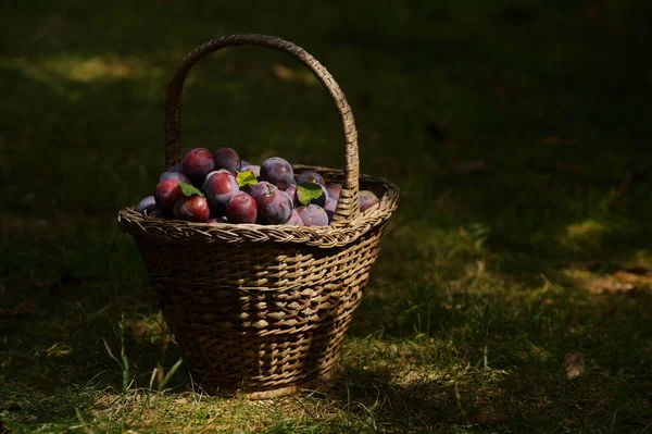 Ancien Panier Avec Prunes Mûres Dans Champ Automne — Photo