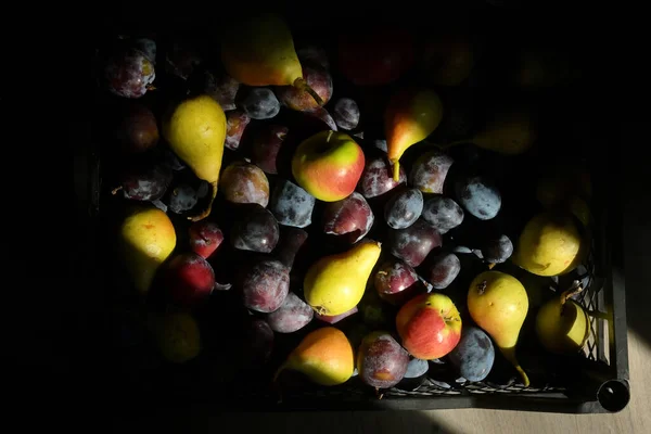 Herfst Oogst Van Fruit Zonnestralen — Stockfoto