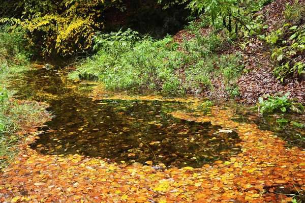 Ein Teich Umgeben Von Herbstbäumen Und Büschen — Stockfoto