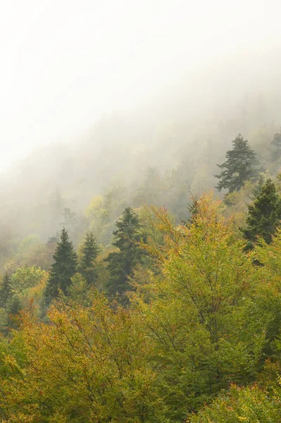 Autumnal Foggy Forest Zarnesti Румунія — стокове фото