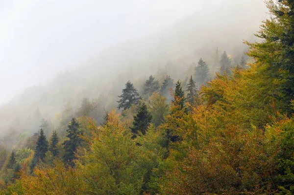 Осенний Туманный Лес Зарнести Румыния — стоковое фото