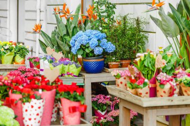 Yakın çekim güzel çiçek dükkanında Satılık çeşitli buketleri