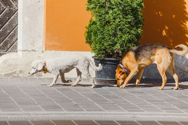 Stor Och Liten Pudel Hundvänner Gatan — Stockfoto