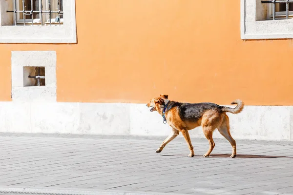 Förlorat Hund Med Krage Gatan — Stockfoto