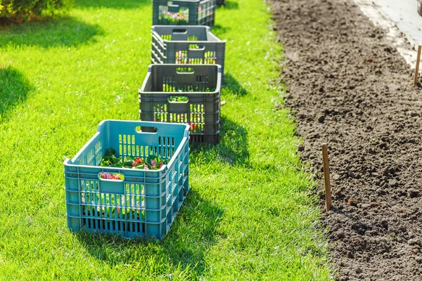 Bloemen Dozen Klaar Voor Planten Een Stedelijke Gazon Tuinieren Dienstverleningsconcept — Stockfoto