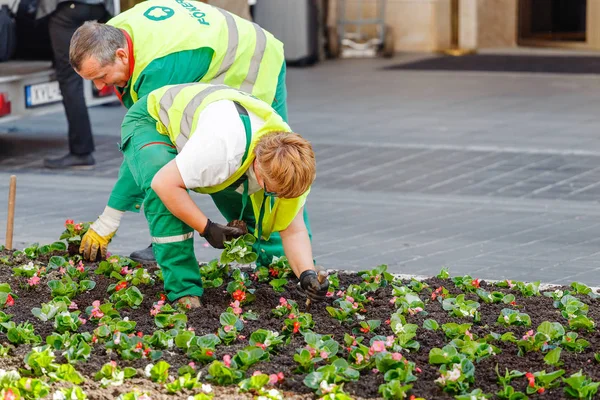 14 Mayıs 2018, Budapeşte, Macaristan: Bahçe ve peyzaj şehir toplumsal hizmet işçi flowerbed yakın şehir merkezi, çiçeklere dikim iş kavramı