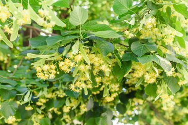 Çiçekli ıhlamur çiçek, Anti kavramı