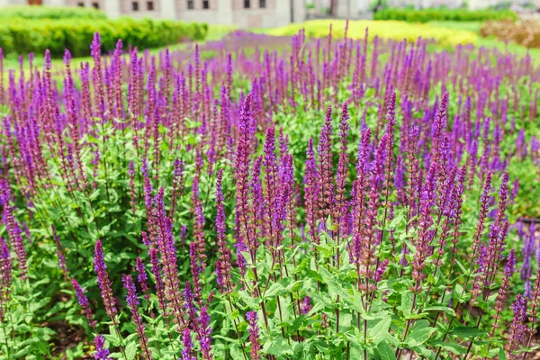 Salvia Nemorosa Florida Jardim Cidade — Fotografia de Stock