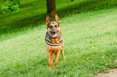 Alman çoban köpek parkta yürüyen bir hizmet köpek olarak