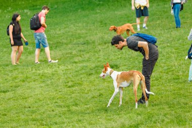 15 Mayıs 2018 Budapeşte, Macaristan: insanlar şehir parkta oyun onların köpekleri ile yürüyüş