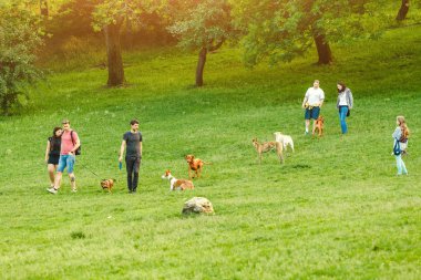 15 Mayıs 2018 Budapeşte, Macaristan: insanlar şehir parkta oyun onların köpekleri ile yürüyüş