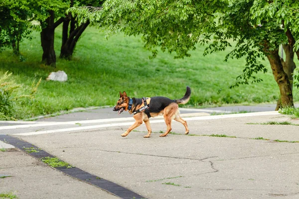 German Shepherd dog as a service dog walking in park