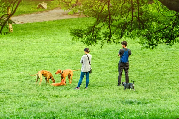 Mayo 2018 Budapest Hungría Gente Está Paseando Con Sus Perros —  Fotos de Stock