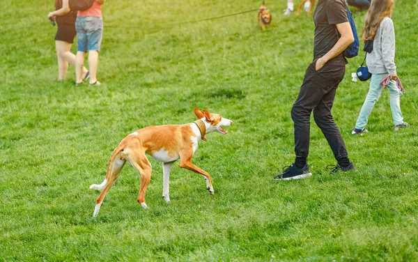 Nsanlar Onların Köpekleri Ile Şehir Parkta Oyun Üzerinde Yürüyor — Stok fotoğraf