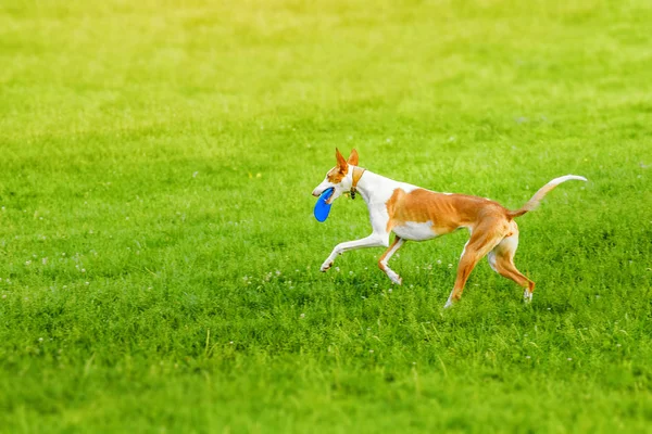 Ibizan Podenco Ibicenco Hound Dog Playing Frisbee Park — Stock Photo, Image