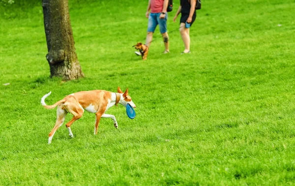 Ibizan Hound Anjing Podenco Bermain Dengan Pemiliknya Frisbee Taman — Stok Foto