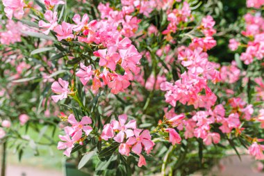 Nerium oleander Şehir Parkı içinde yaprak dökmeyen odunsu bitkidir