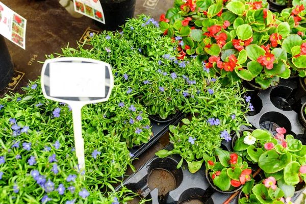 Pasar Tanaman Hijau Untuk Berkebun — Stok Foto